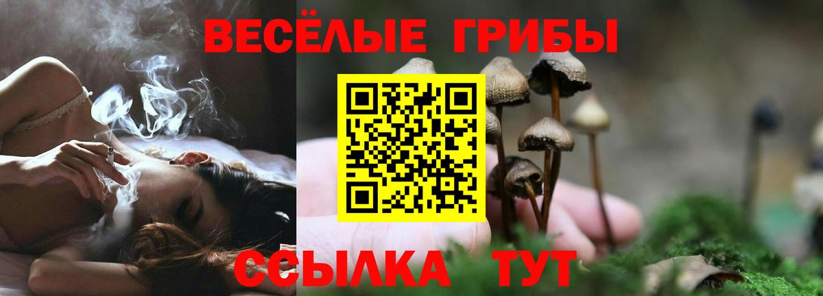 хочу   Вход с VPN  Сланцы  Псилоцибиновые грибы Psilocybe 